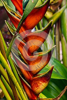 Heliconia rostrata, also known as hanging lobster claw or false bird of paradise, flowering red and yellow flowers. Tropical rain