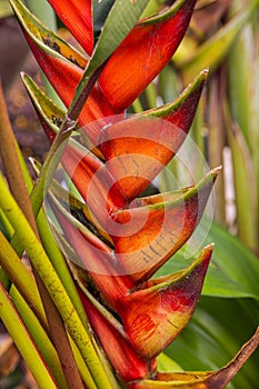 Heliconia rostrata, also known as hanging lobster claw or false bird of paradise, flowering red and yellow flowers. Tropical rain