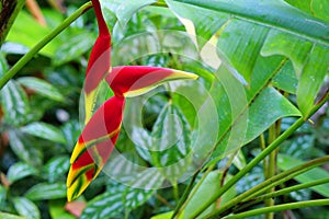 Heliconia rostrata blossom on green tropical leaves background