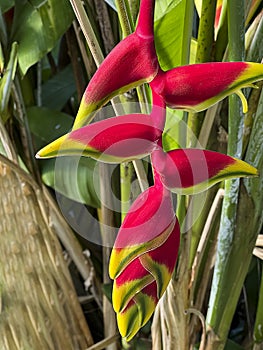 Heliconia rostrata close-up on background of green leaves. Flower that provides nectar for birds.