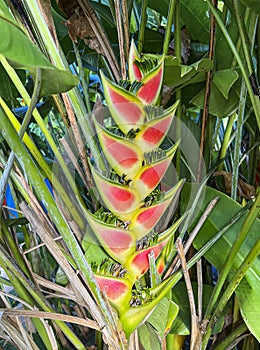 Heliconia rostrata close-up on background of green leaves. Flower that provides nectar for birds.