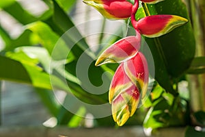 Heliconia rostrata flower