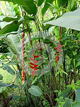 Heliconia Rostrata Flower