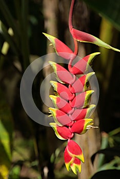 Heliconia Rostrata flower