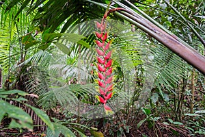 Heliconia Rostrata Flower