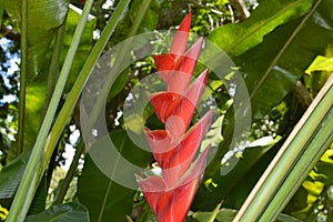 Heliconia rostrata flower