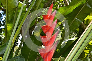 Heliconia rostrata flower photo