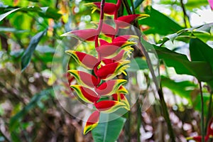 Heliconia rostrata flower, or Hanging lobster claw, close view in tropical garden