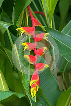 Heliconia rostrata flower Hanging Lobster Claw, False Bird of P