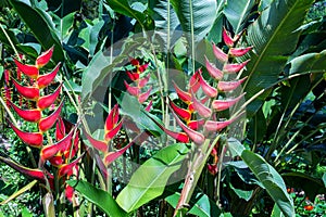 Heliconia Rostrata Flowers