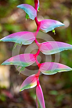 Heliconia rostrata in the garden