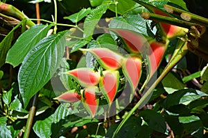 Heliconia rostrata growing wildly in jungle on Dominica