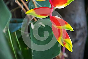 Heliconia Rostrata `Hanging Lobster Claw` or Bird of Paradise with colorful inflorescences