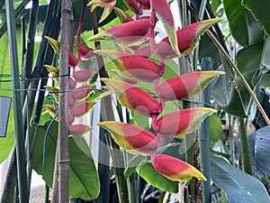 Heliconia rostrata, Hanging lobster claw or false bird of paradise