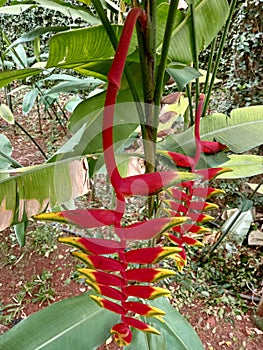 Heliconia rostrata, hanging lobster claw or false bird of paradise