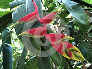 Heliconia rostrata, Hanging lobster claw or false bird of paradise - Botanical Garden Zurich or Botanischer Garten Zuerich