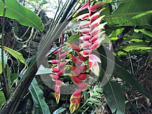 Heliconia rostrata, Hanging lobster claw or false bird of paradise - Botanical Garden Zurich or Botanischer Garten Zuerich