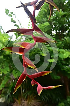 Heliconia rostrata, Heliconia tropical flower