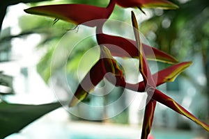 Heliconia rostrata, Heliconia tropical flower