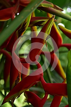 Heliconia rostrata, Heliconia tropical flower