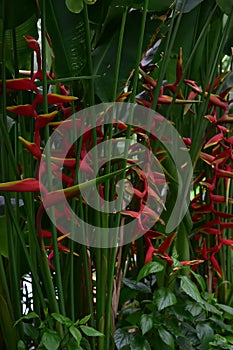 Heliconia rostrata, Heliconia tropical flower