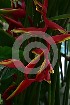 Heliconia rostrata, Heliconia tropical flower