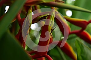 Heliconia rostrata, Heliconia tropical flower