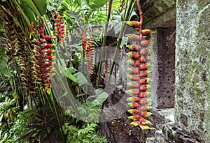 Heliconia rostrata, Heliconia tropical flower hangs vertically close to the old temple wall in wild jungle. It is known also as