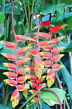 Heliconia rostrata Lobster Clawn Sri Lanka