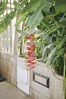 Heliconia rostrata multicolored inflorescence