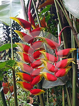 Heliconia Rostrata ornamental plant or also called False Bird Of Paradise