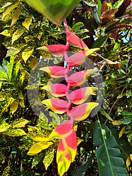 heliconia rostrata red flower background sunset texture sunset