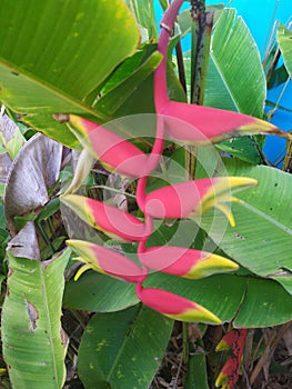 Heliconia Rostrata`s unique flower