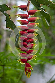 Heliconia rostrata strange beautiful tropical plant in bloom, flowering red and yellow flowers, green foliage