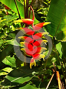 Heliconia Rostrata Tropical Exotic Plants Flowers