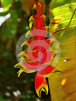 Heliconia Rostrata Tropical Exotic Plants Flowers