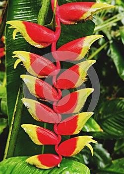 Heliconia rostrata tropical flower