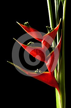 Heliconia stricta still life on black background photo