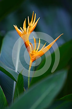 Heliconia subulata in gardens