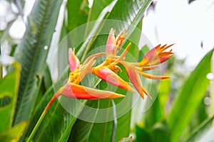 Heliconia tropical flower in asian park