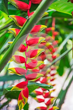 Heliconia tropical flower in asian park