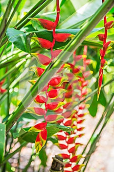 Heliconia tropical flower in asian park