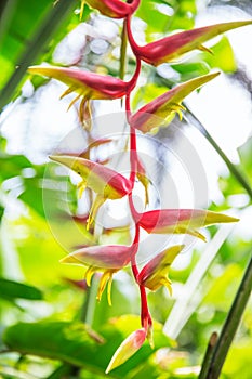 Heliconia tropical flower in asian park