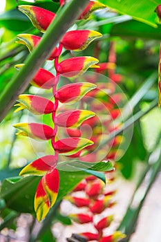 Heliconia tropical flower in asian park