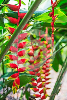 Heliconia tropical flower in asian park