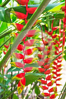 Heliconia tropical flower in asian park