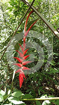 heliconia tropical forest in panama