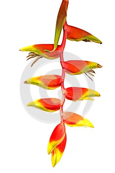 Heliconia tropical red flower