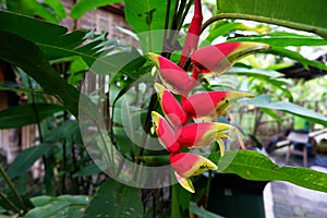 Heliconia tropics flower