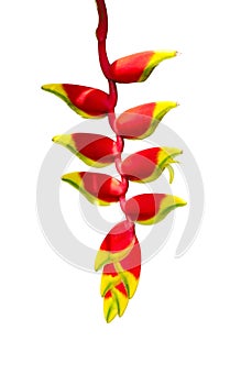 Heliconia tropics flower photo